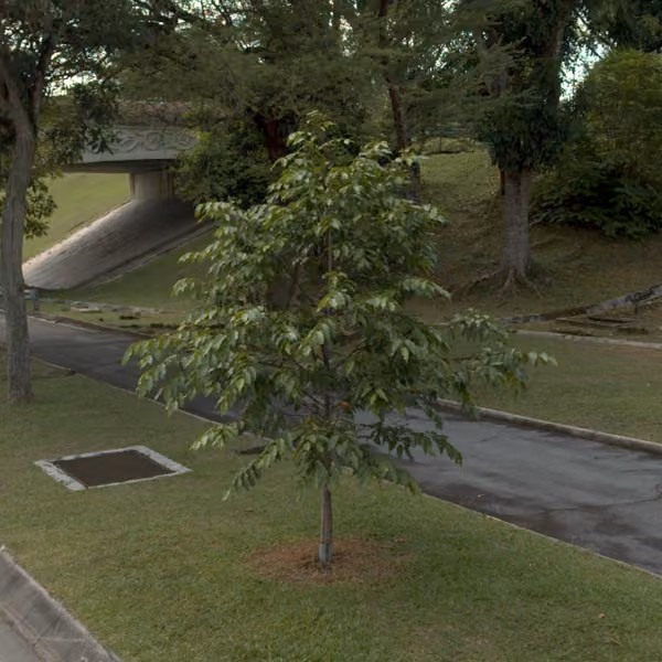 tree photo