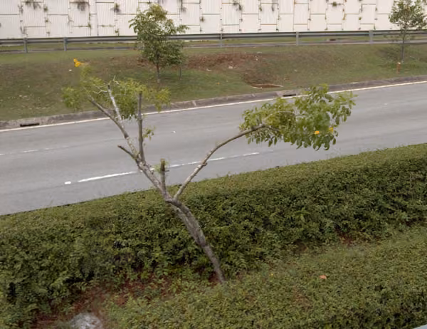 tree photo