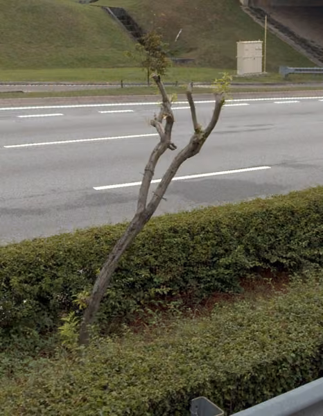 tree photo