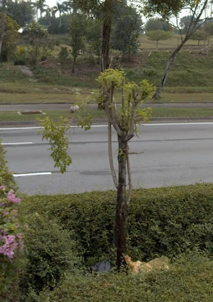 tree photo