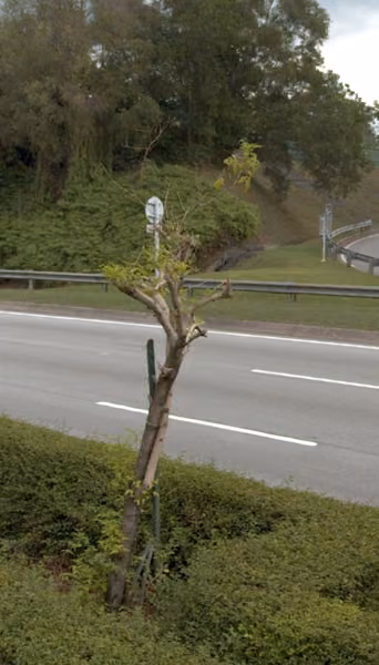 tree photo