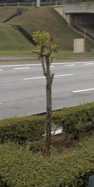 tree photo