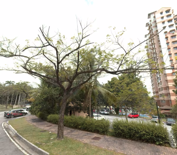tree photo
