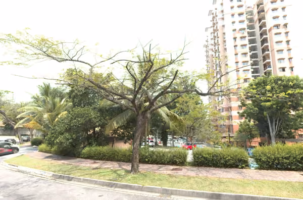 tree photo