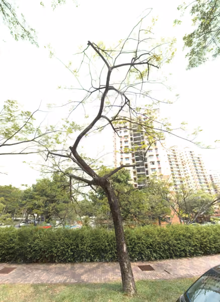 tree photo