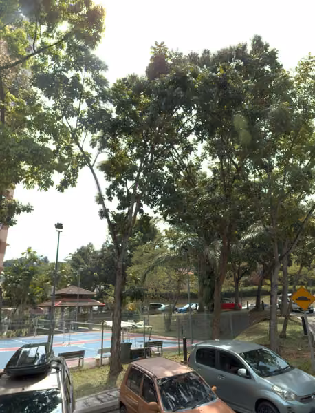 tree photo