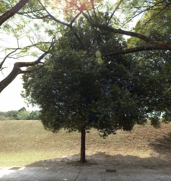 tree photo