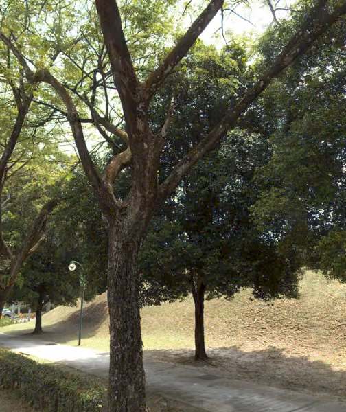 tree photo