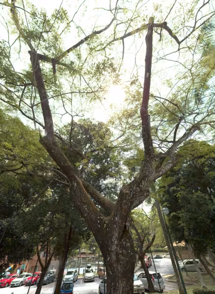 tree photo