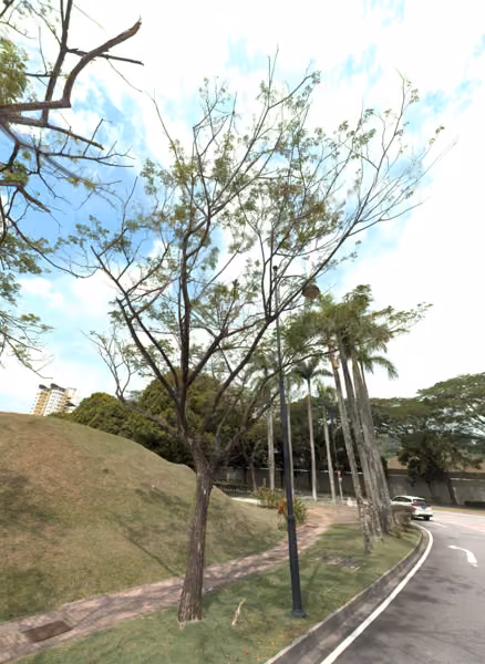 tree photo