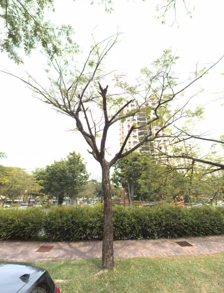 tree photo