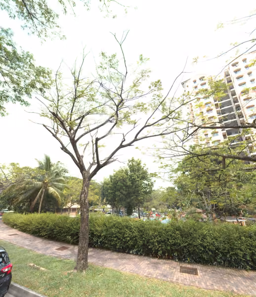 tree photo