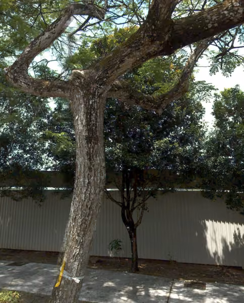 tree photo