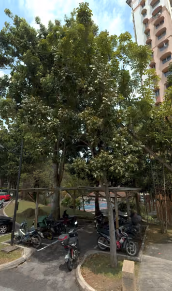 tree photo