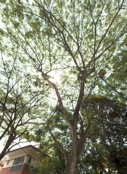 tree photo