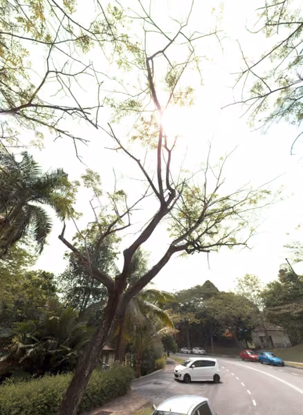 tree photo