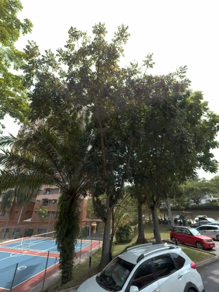 tree photo