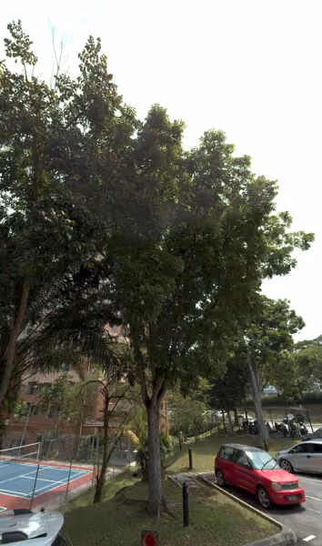 tree photo