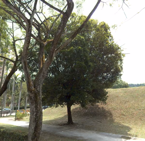 tree photo