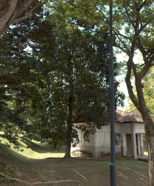 tree photo