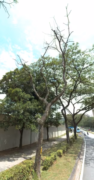 tree photo