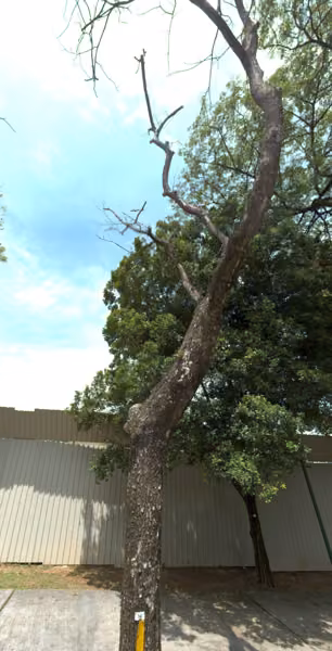 tree photo