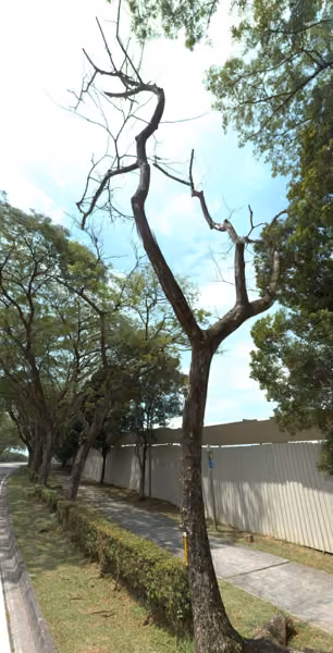 tree photo