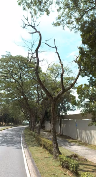 tree photo