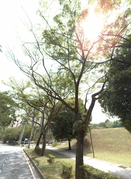 tree photo