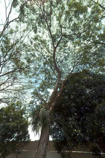 tree photo