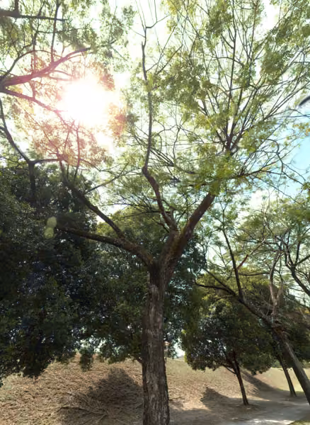 tree photo