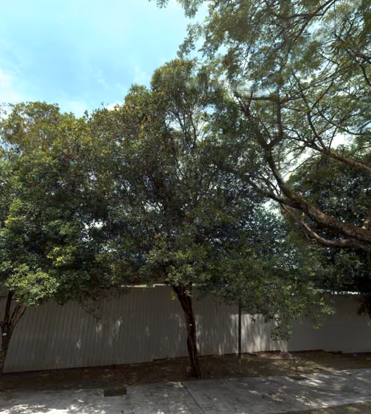 tree photo