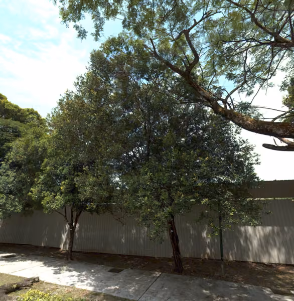 tree photo