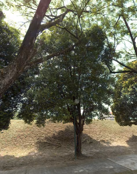 tree photo