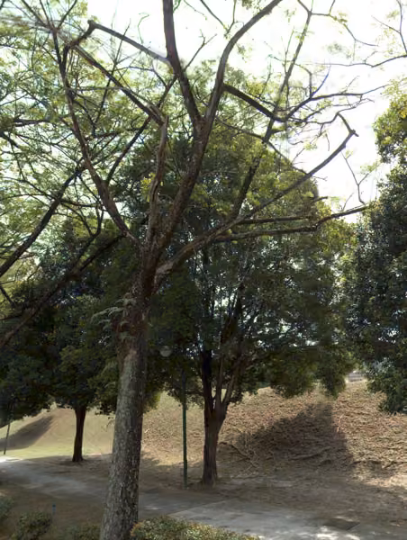 tree photo