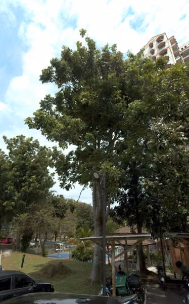 tree photo