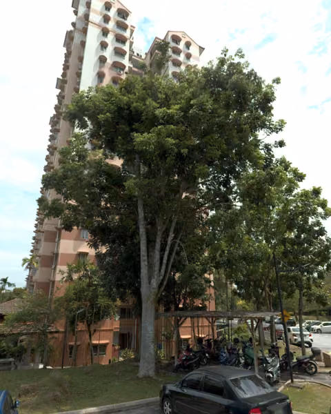 tree photo