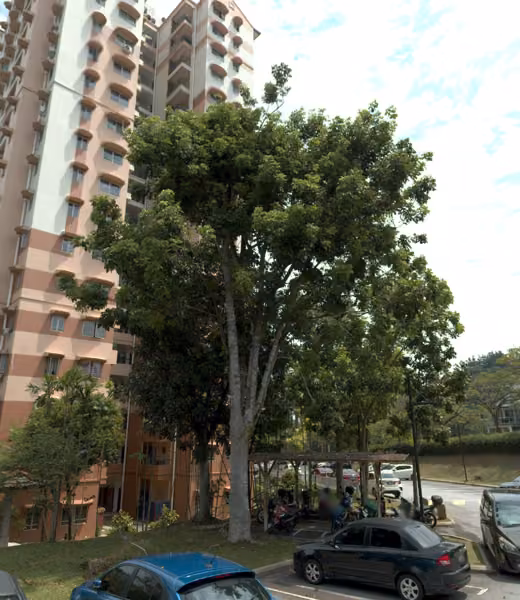 tree photo