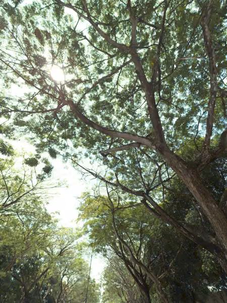 tree photo