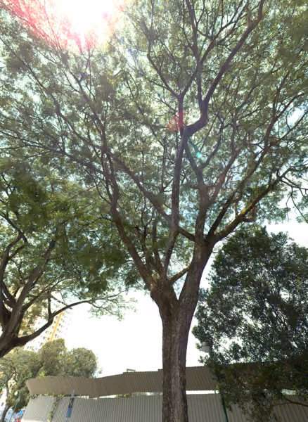 tree photo