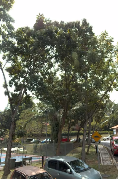tree photo