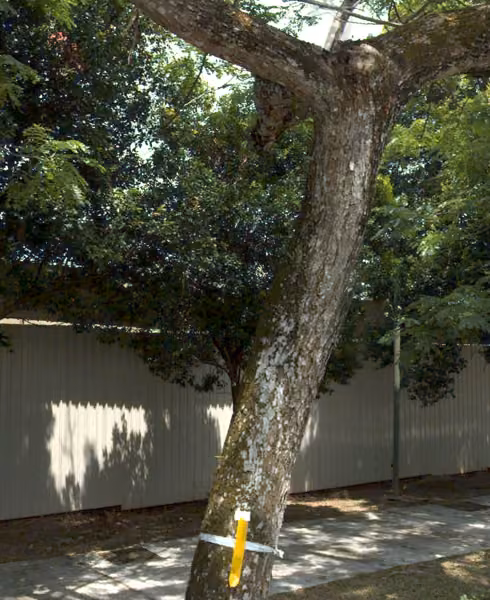 tree photo