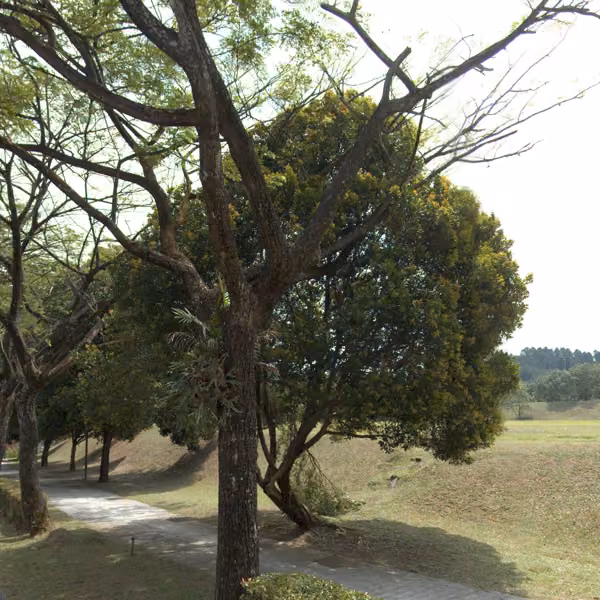 tree photo