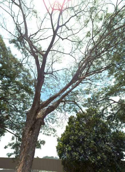 tree photo