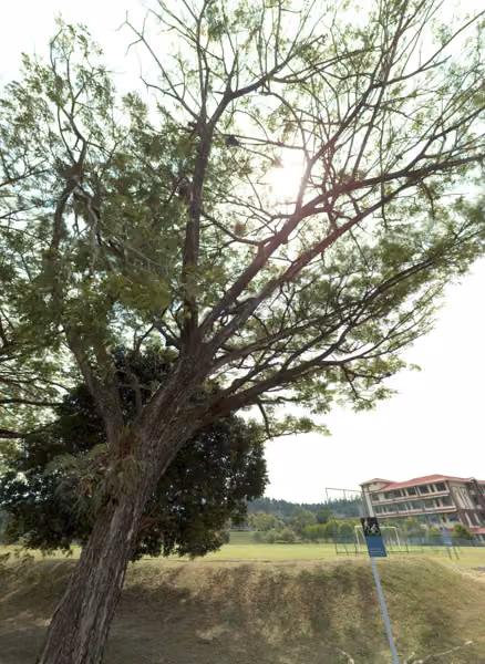 tree photo