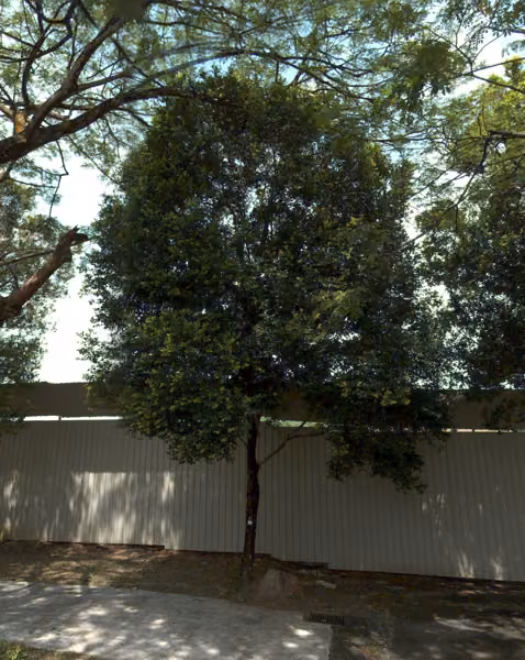tree photo