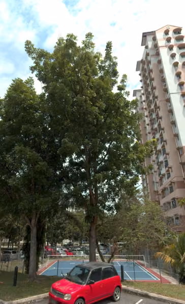 tree photo