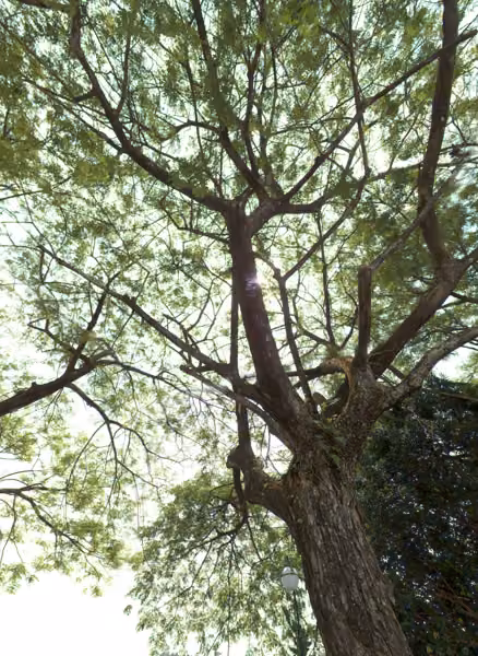 tree photo