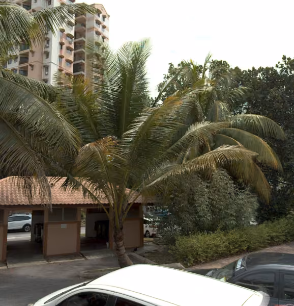 tree photo