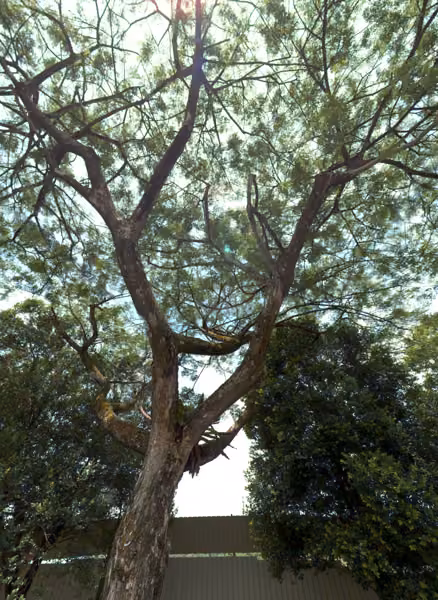 tree photo